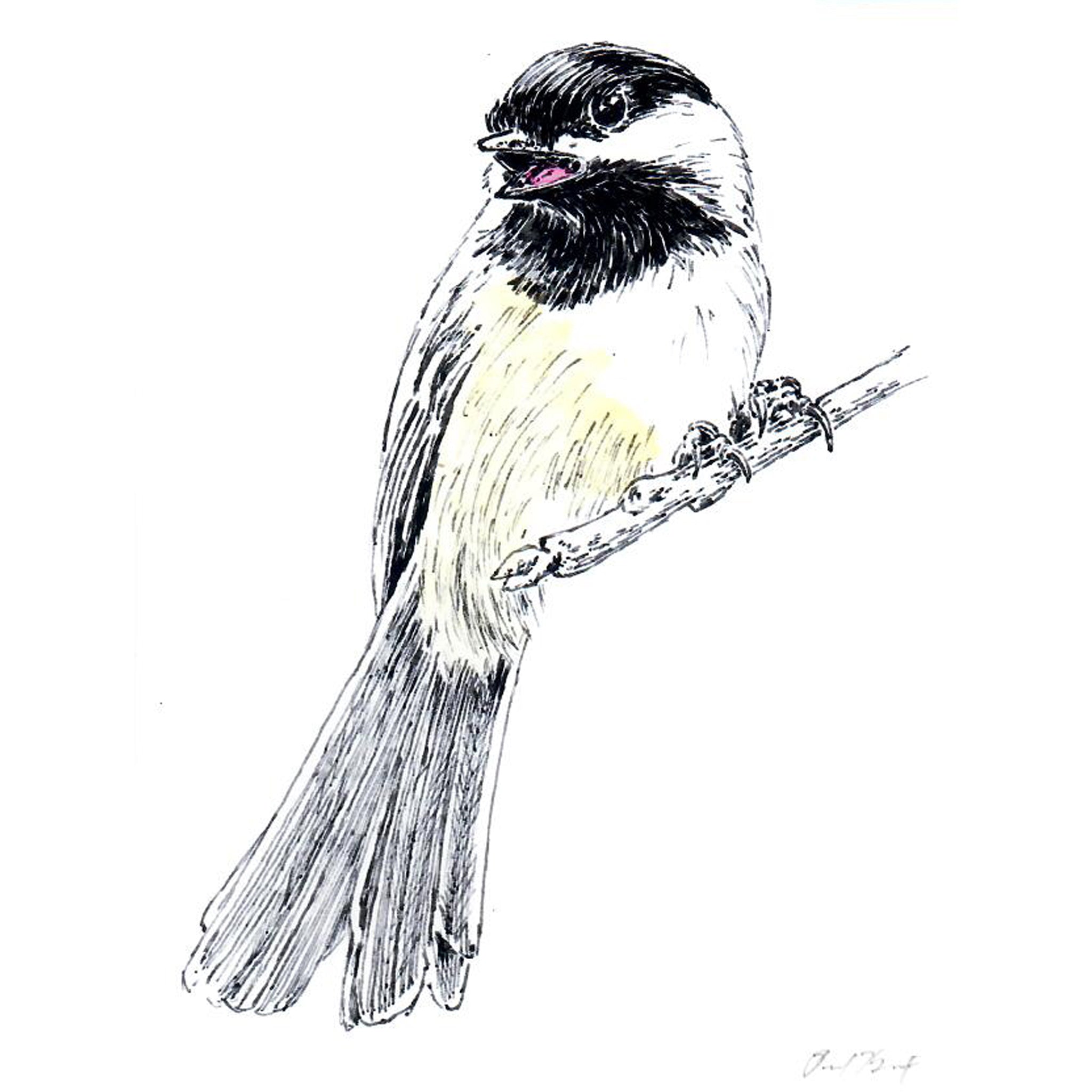 Chickadee Notecard, Pen and Ink Artwork by Paul Kmiotek