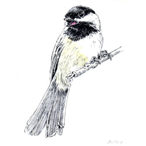 Chickadee Notecard, Pen and Ink Artwork by Paul Kmiotek