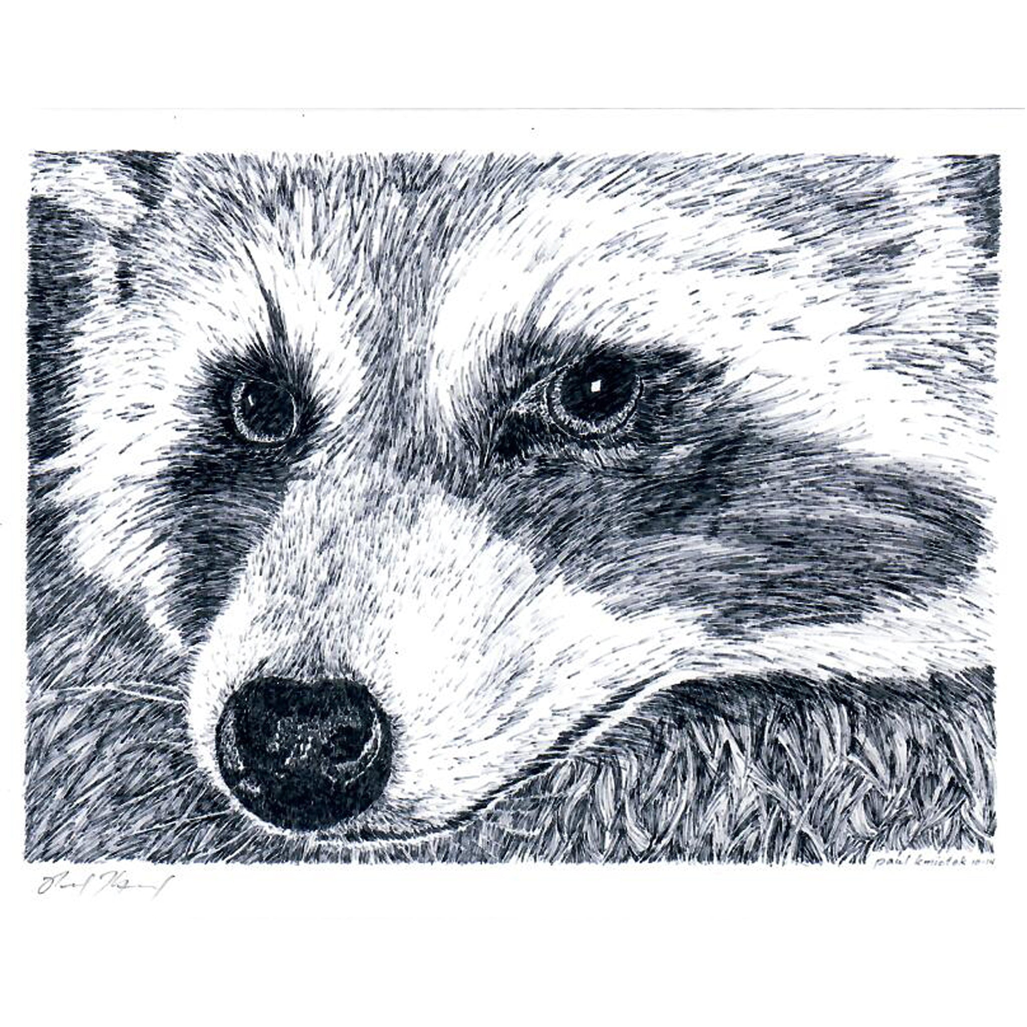 Raccoon Notecard, Pen and Ink Artwork by Paul Kmiotek