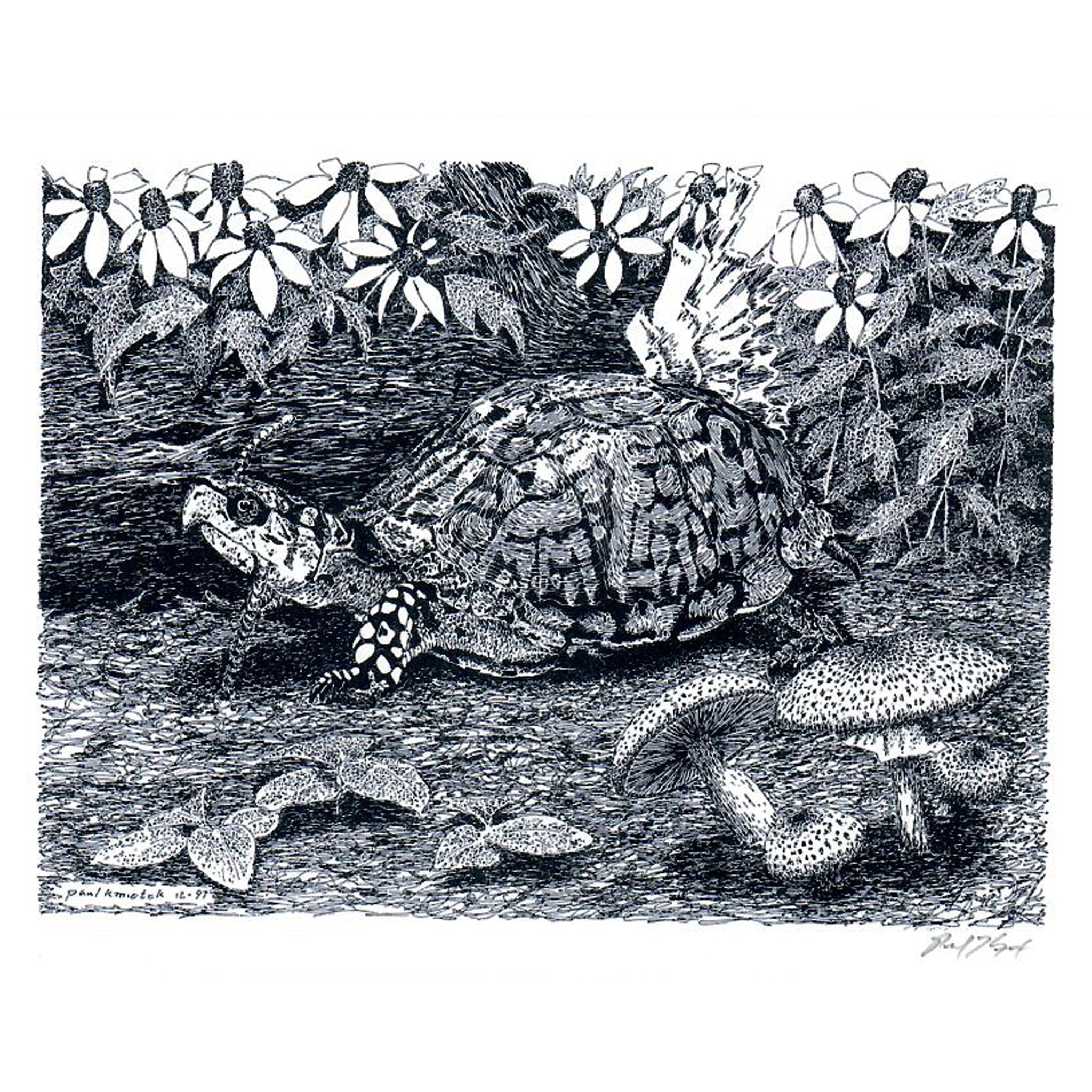Eastern Box Turtle Notecard, Pen and Ink Artwork by Paul Kmiotek